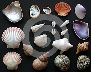 Shells