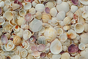 Shells