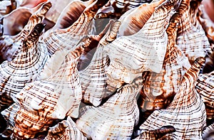 Shells