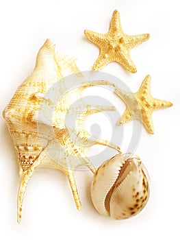 Shells