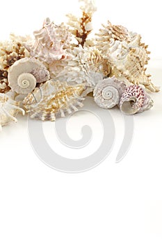 Shells