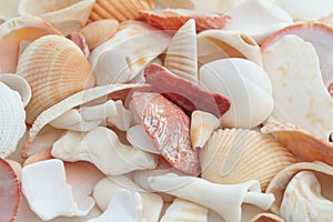Shells