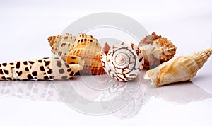 Shells