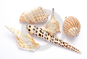 Shells