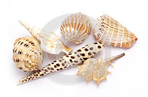 Shells