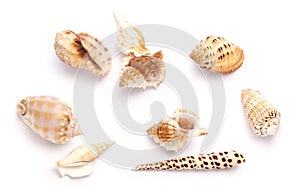 Shells