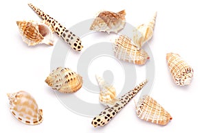 Shells