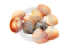 Shells