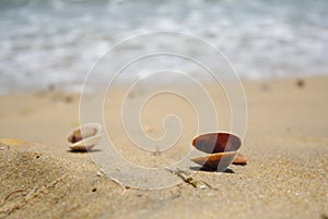 Shells