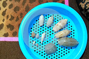 Shells in aqua beach sand sifter on leopard beach towel