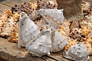 Shells from Atlantic ocean