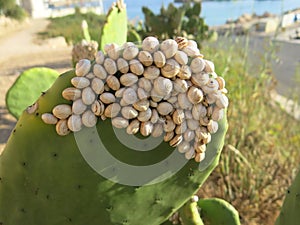 Shells attached to the Cactus leaf in the Mediterranean village