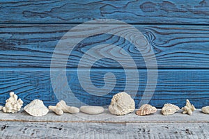 Shells on a background of blue and white boards