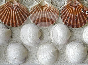 Shells background