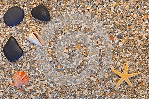 Shells on a background with free space.