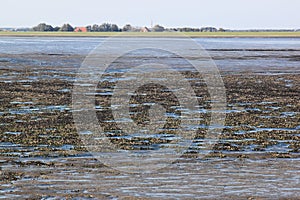 Shells bank in dutch Wadden Sea near Ameland photo