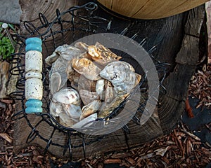 Shells in a basket in a Missouri flower bed