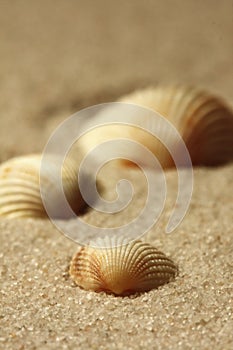 Shells on a beach