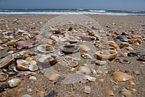 Shells on the beach