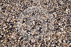 Sea shells and pebbles at the beach