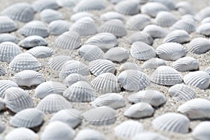 Shells on the beach