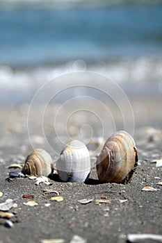 Shells on a beach