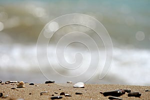 Shells On Beach