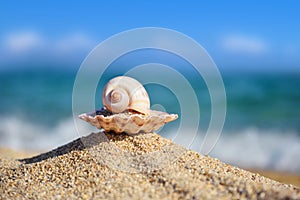 Shells on the beach against the background of the sea and the blue sky on a hot sunny day.