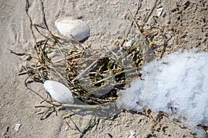 Shells on the beach with algae and snow
