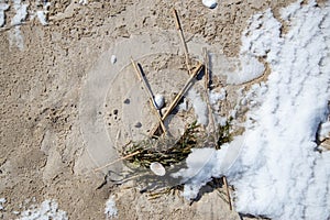Shells on the beach with algae and snow