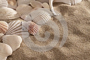 Shells on the beach with copy space