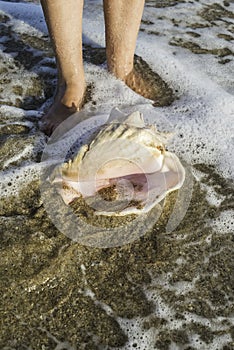 Shells on the beach. Foots in water