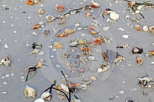 Shells on the beach at Sanibel Island Florida photo