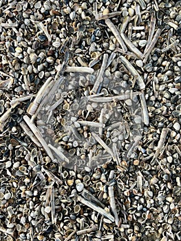 Shells on the beach at the North Sea.