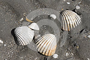 Shells in the beach of Plerin