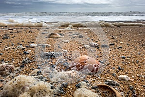 Shells on the Beach at Quarteira photo
