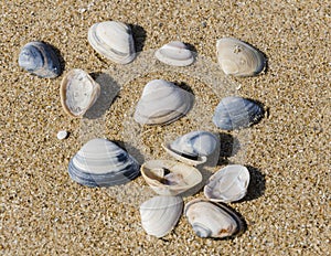 Shells on a beach