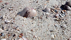 Shells on the beach