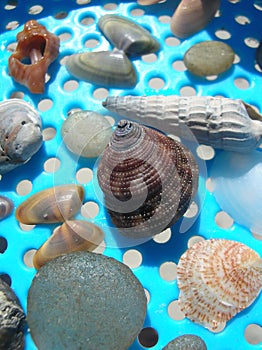 Shells in beach sand sifter