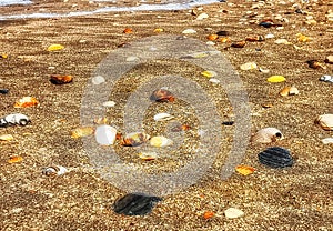 Shells at beach