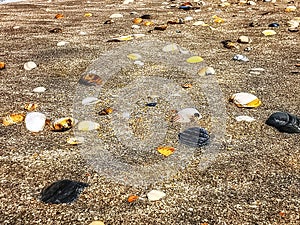 Shells at beach