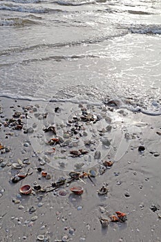 Shells on the beach at Sanibel Island Florida vertical photo