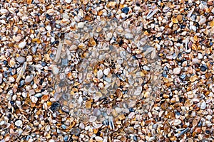 Shells on the beach of Scheveningen in The Hague on the North Sea, Netherlands,