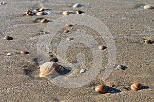 Shells on the beach