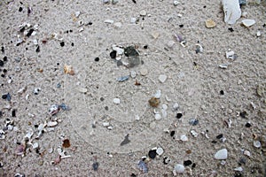 Shells on the beach,Thailand