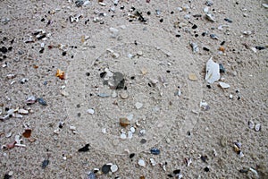 Shells on the beach,Thailand