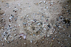 Shells on the beach,Thailand