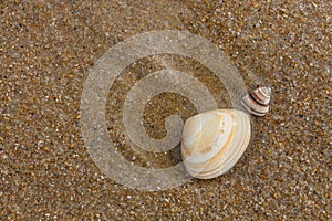 Shells on the beach
