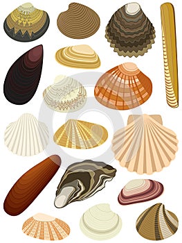 Shells bivalve photo
