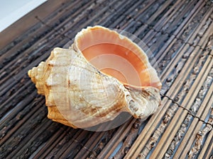 shells on blake background